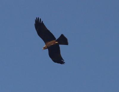 Прикрепленное изображение: IMG_2647_w2.jpg